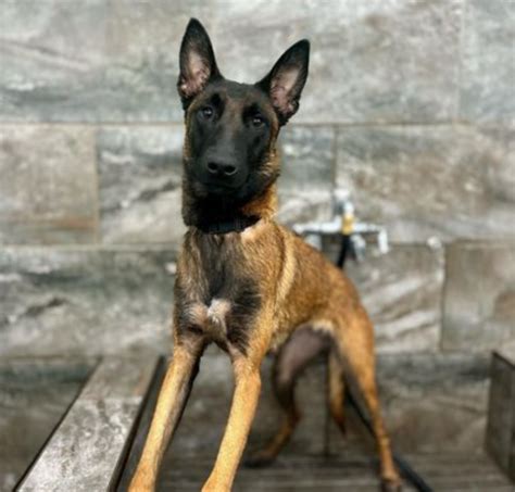 Size Males Up To 75 Pounds and Females Up To 65 Pounds Per FCI Guidelines. . Top belgian malinois breeders california
